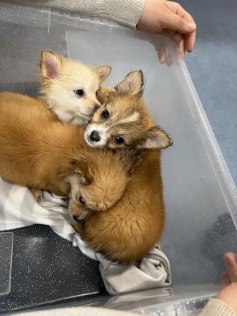Image 25 of 3x Male Pomchi Puppies for Sale!
