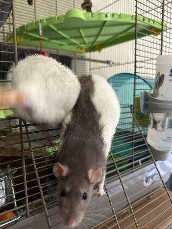 Image 13 of 2 Male Rats (10 months old)