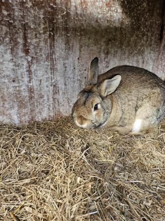 Image 5 of 2 year old male rabbits for sale