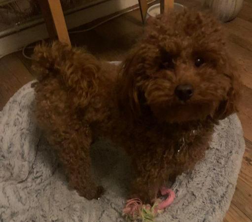 Image 2 of Extensively Health Tested Deep Red Toy Poodle Stud
