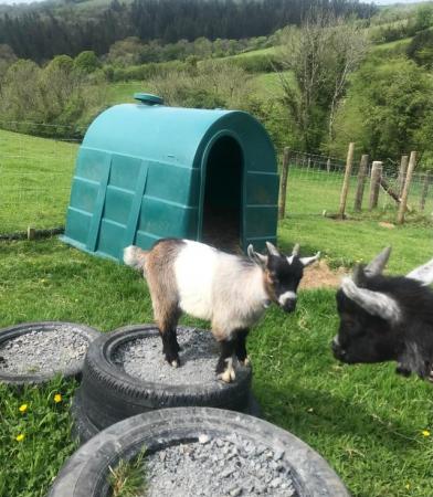 Image 2 of Pygmy Goat Kids, Registered Male Wethers