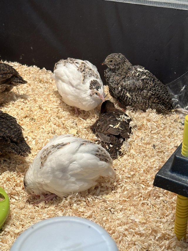 Preview of the first image of Mixture of colours Coturnix Quails.