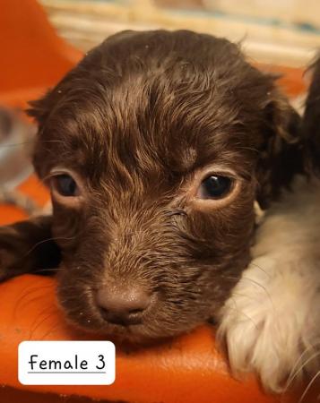 Image 19 of Springer spaniel puppies for sale!
