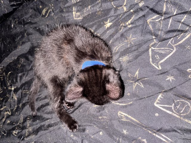 2 beautiful playful kittens — photo 4 of 4