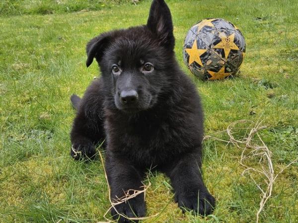 Image 4 of KC registered German Shepherd Puppy