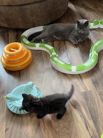 Image 11 of Reduced British shorthair X Tabby kittens,2 left