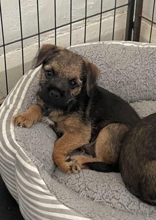 Image 10 of KC registered Border Terrier puppies