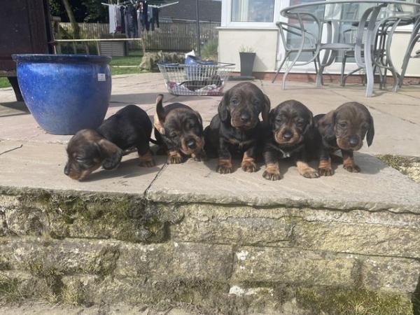 Image 3 of K C wire haired dachshund. Teckel puppies