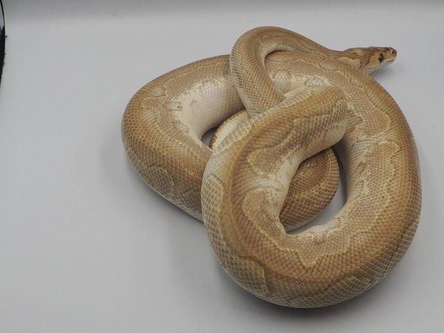 Preview of the first image of Ball python Lesser clown thanks.