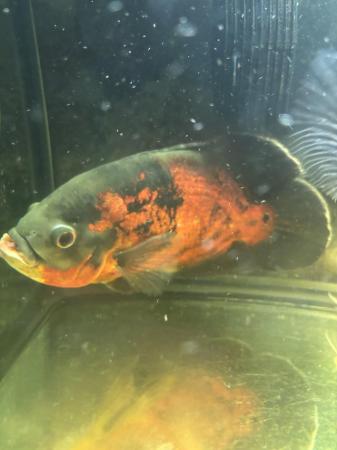Image 7 of 4 large Oscar fish for sale