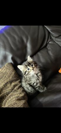 Image 5 of 11 week old Siberian - Turkish angora Kittens for sale