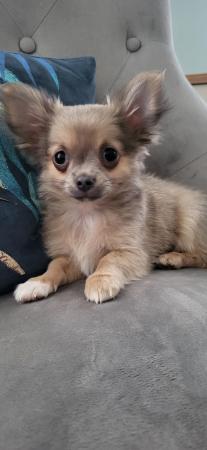 Image 11 of Male Longhaired Blue Sable Chihuahua pup