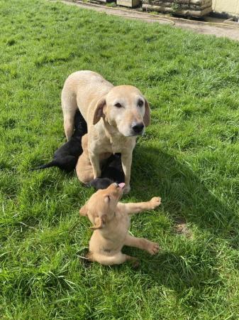Image 2 of Black and yellow Labrador puppies