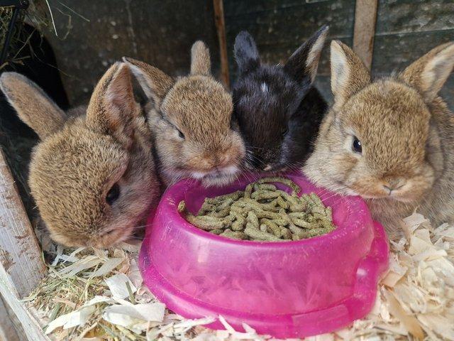 Preview of the first image of Netherland dwarf x lop bunnies.
