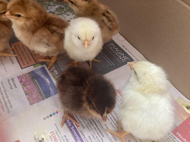 Preview of the first image of Unsexed Mixed Breed Chicks.