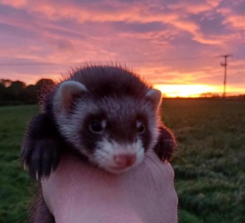 Image 1 of Ready To Collect,Baby Ferrets For Sale,Hobs and Jill's Avail