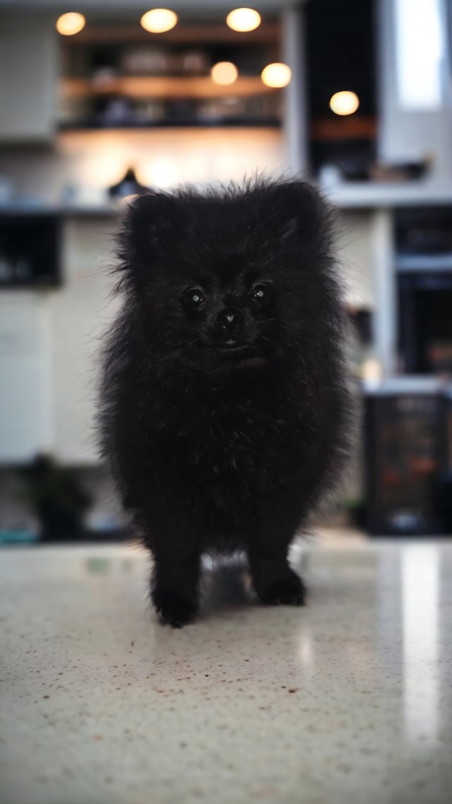 Preview of the first image of XXS KC POMERANIAN PURE BLACK.