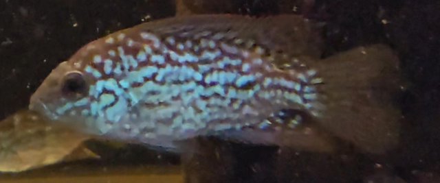 Image 4 of Unfaded Super Red Texas Cichlids
