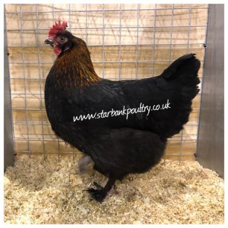 Image 14 of *POULTRY FOR SALE,EGGS,CHICKS,GROWERS,POL PULLETS*