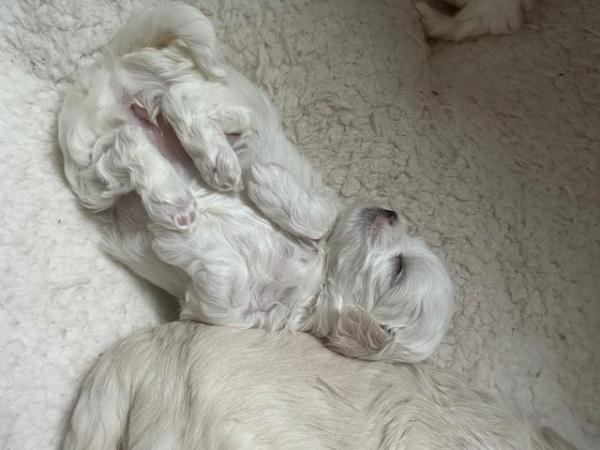 Image 2 of ?? Adorable Maltese Puppies for Sale! ??