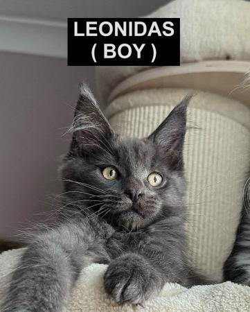 Image 27 of MAINECOON KITTENS - SUPREME CHAMPION BLOODLINE