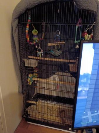 Image 3 of 17 month old breeding budgies and cage