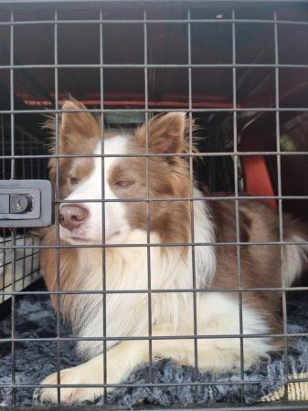 Image 3 of KC REG Lilac and white border collie