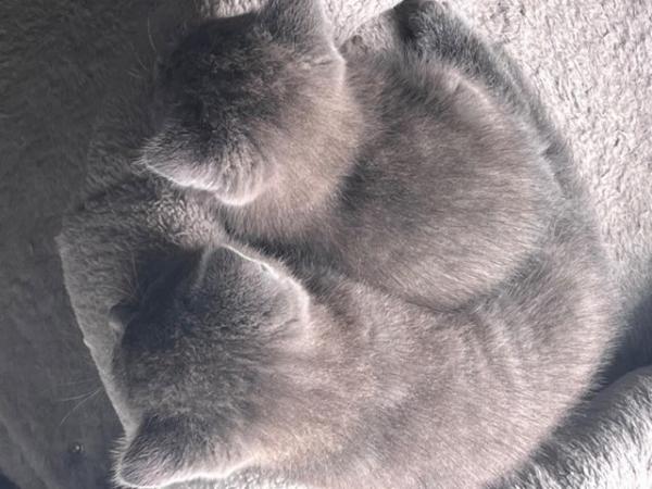 Image 7 of Adorable British blue kittens ready to go now