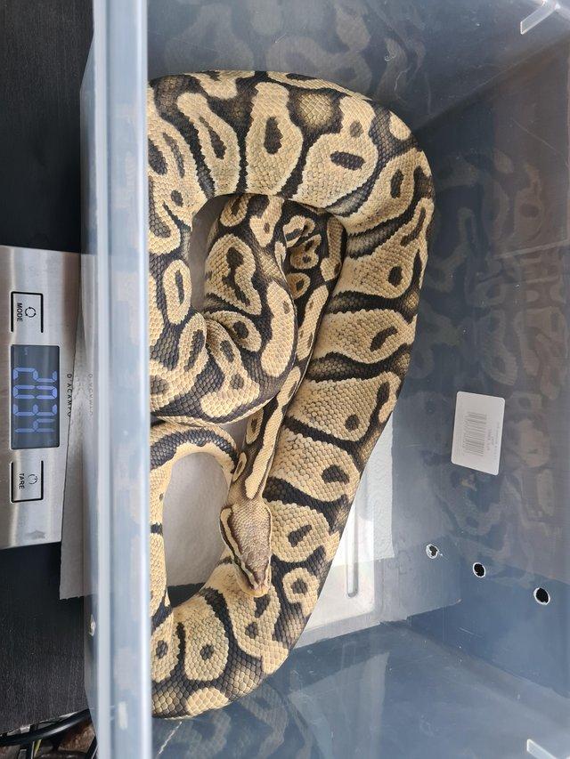 Preview of the first image of Orange Ghost Ball Python - Female 4 years old.
