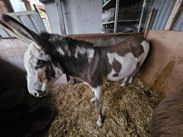 Image 3 of A pair of male Donkeys available for sale