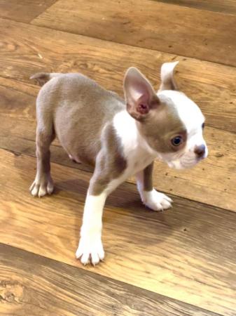 Image 16 of chunky rare colours full pedigree blue eyed Boston terriers