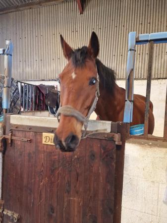 Image 3 of 15.3/16h 10 year old ex racer gelding sold from field