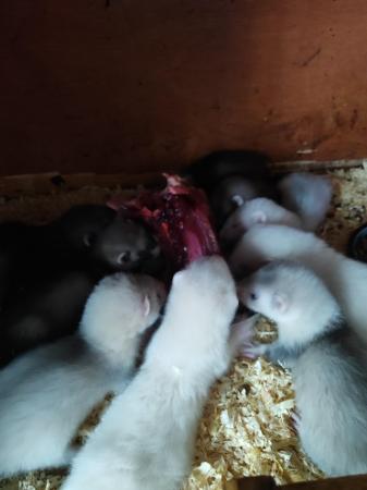 Image 3 of Ferrets and polecats 8 Weeks Old