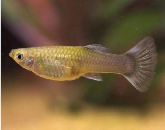 Image 6 of Guppy fish and live plants for sale