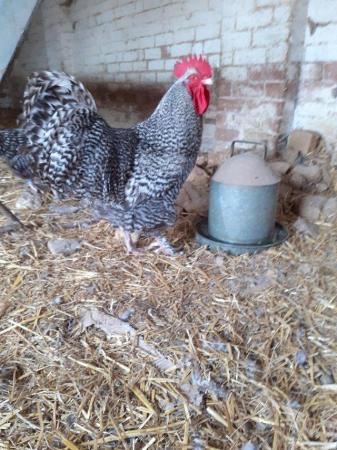 Image 1 of North Holland blue hatching eggs for sale