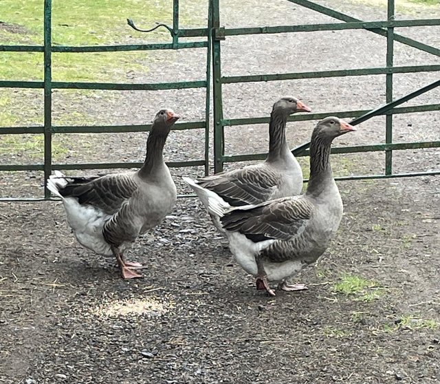 Preview of the first image of 7 weeks old goslings for sale.