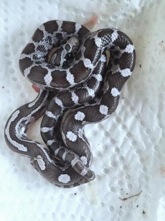 Image 10 of Baby anery Corn Snakes available