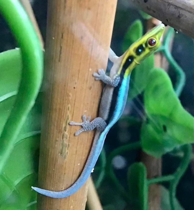 Preview of the first image of Neon Day Gecko - Phelsuma klemmeri babies.
