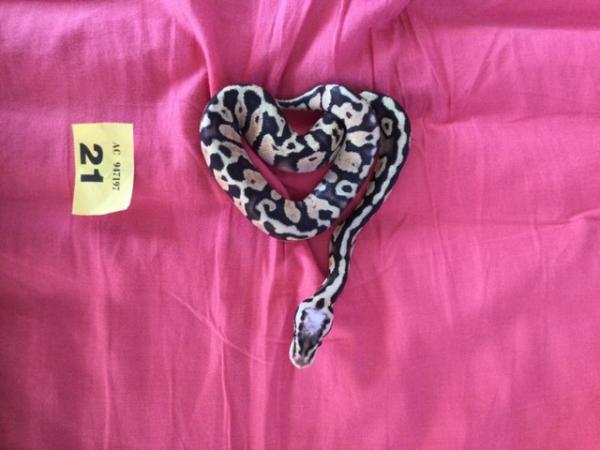 Image 3 of Male Super Pastel baby royal python