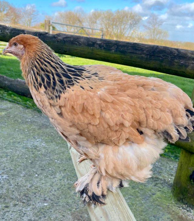 Preview of the first image of BRAHMA POINT OF LAY PULLETS FOR SALE.