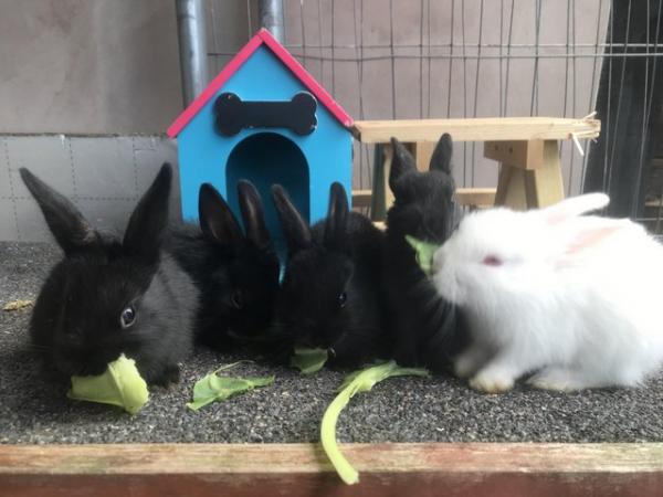 Image 5 of Mini lop bunnies for sale