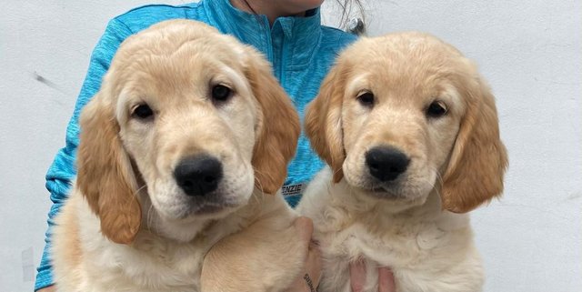Preview of the first image of *READY NOW!! 2 Girls left! Gorgeous Golden Retriever Puppies.