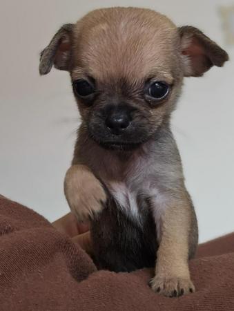 Image 2 of Female Chihuahua Puppies