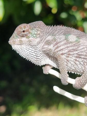 Image 2 of Boraha panther chameleon for sale