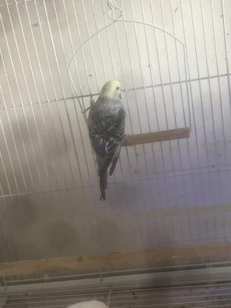Image 4 of Baby budgies for sale semi tame