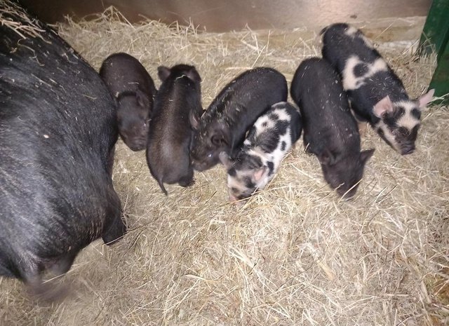 Preview of the first image of Kune kune piglets male and female.
