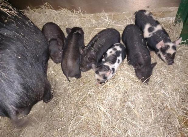 Image 1 of Kune kune piglets male and female