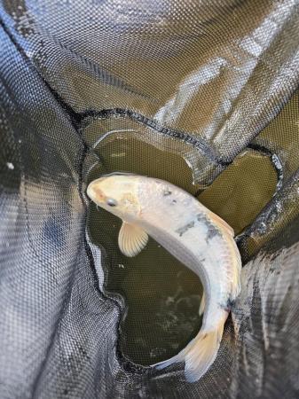 Image 1 of 9 to 10 inch Koi for sale