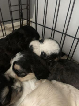 Image 19 of 7 gorgeous cockapoo pups for sale