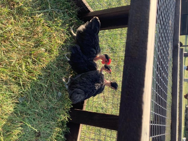 Trio of bantams born April 2026 — photo 3 of 3